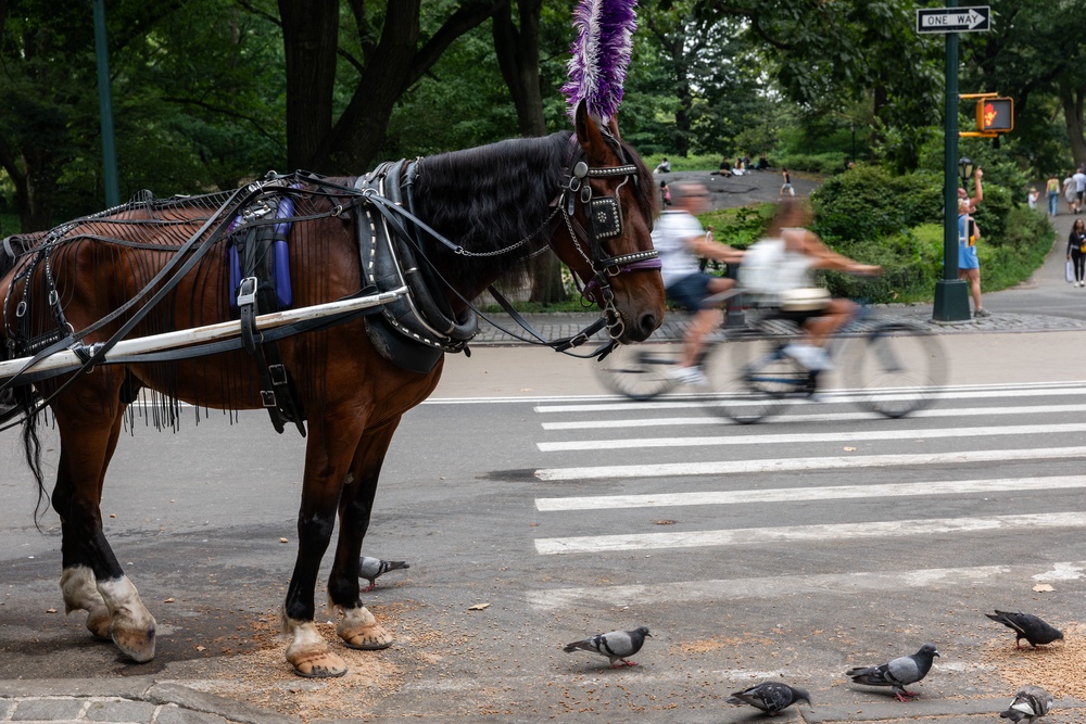 The horse had been in the park for only six weeks (Spencer Platt/Getty Images)