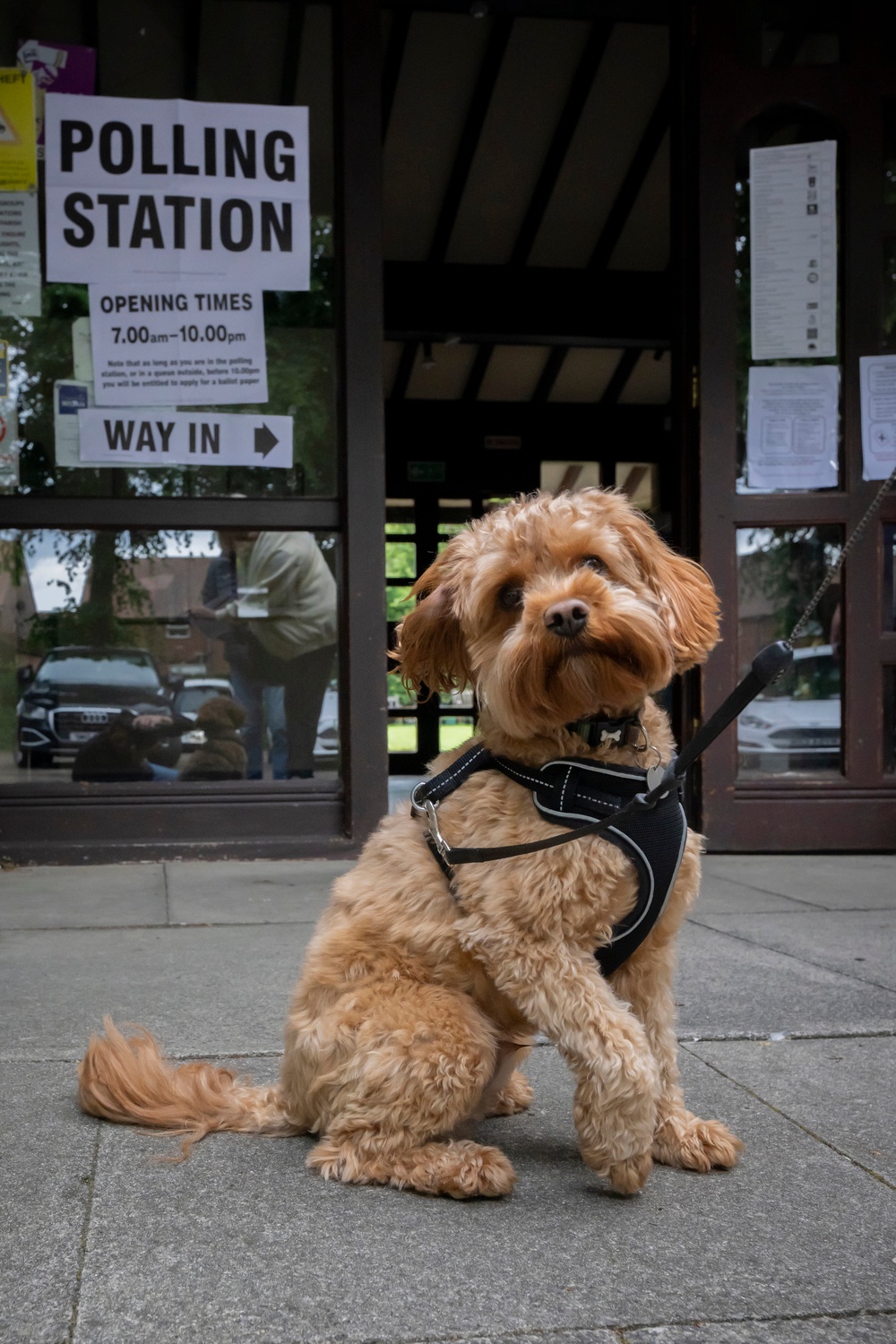 Cavapoo Flynn waits for his owners to vote at St Luke's church in Orrell (Getty)