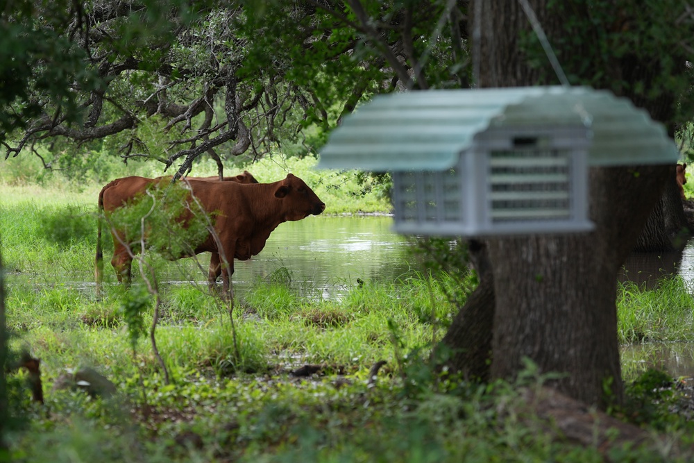 The parasite reappeared in cattle the U.S. in June, more than 50 years after it had been largely eradicated from the country (AP)