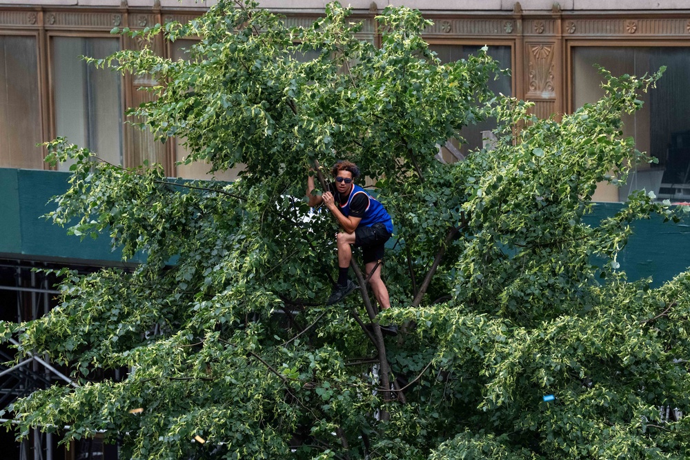 Knicks fans climbed trees and buildings for a better view of the parade (Getty Images)