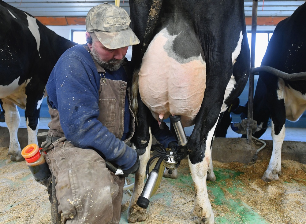 The milk industry produces 20 percent of U.S. animal products each year (AFP via Getty Images)
