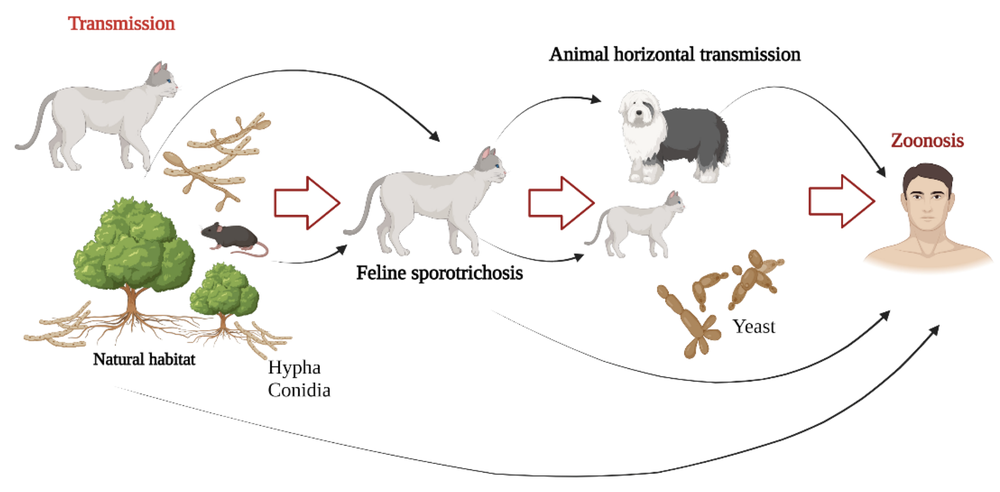 How sporotrichosis spreads to humans (MDPI: Journal of Fungi/CC 4.0)