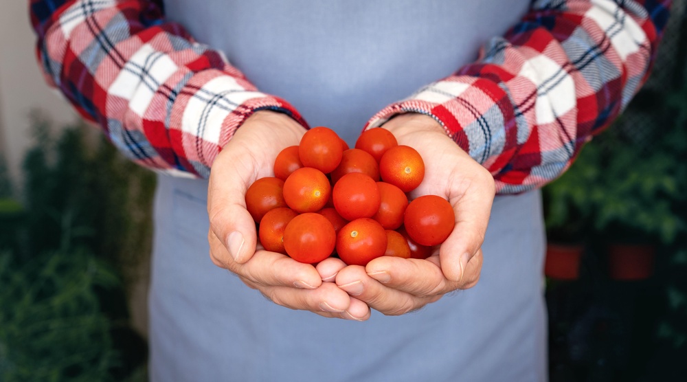 Tomatoes contain vitamins C, A, K, potassium, folate, and fibre (Alamy/PA)