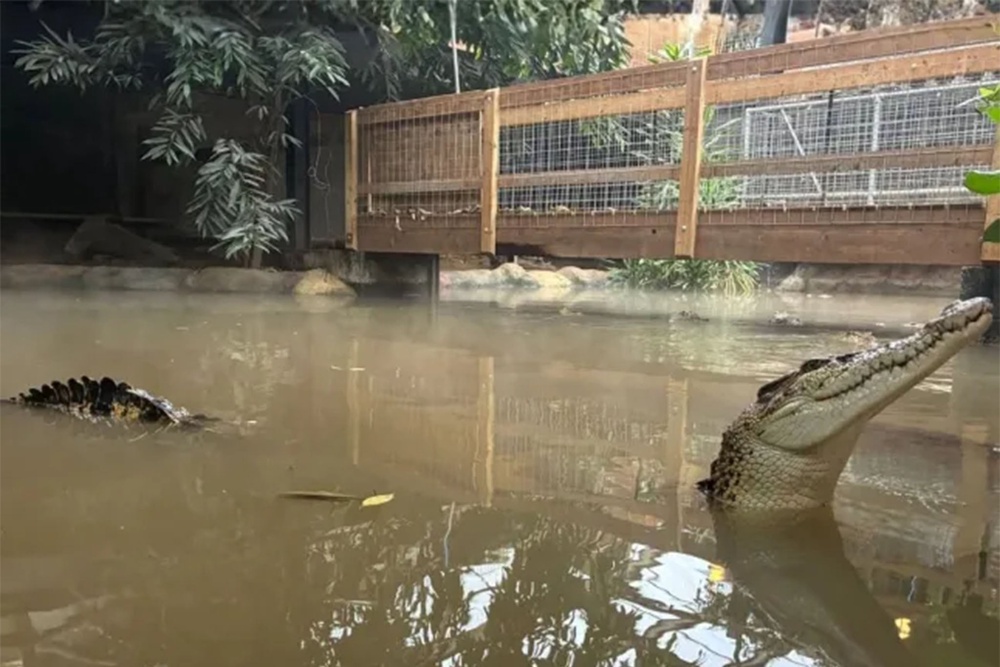 Inside the crocodile enclosure at Johnson's of Old Hurst zoo (Johnson's of Old Hurst)