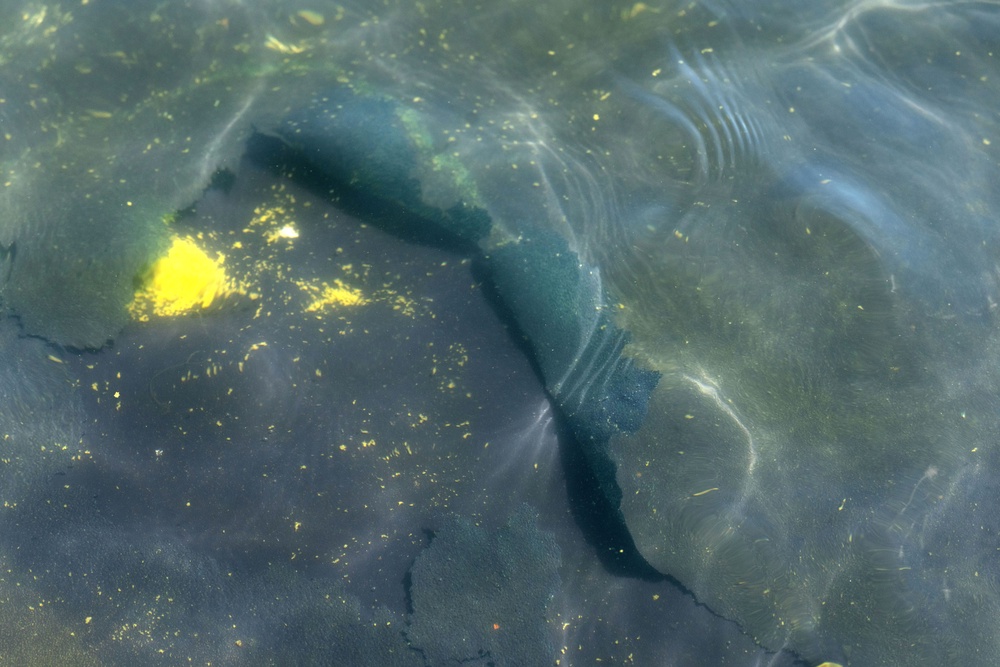 Chunks of the pool’s new reflective coating have peeled off and floated to the surface in the Reflecting Pool (AP)
