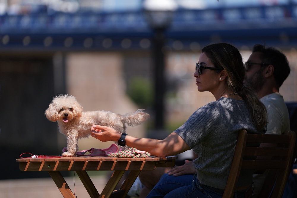 Naia, a two-year-old toy poodle, rests on a table in the warm weather in Potters Fields Park, London (Yui Mok/PA)