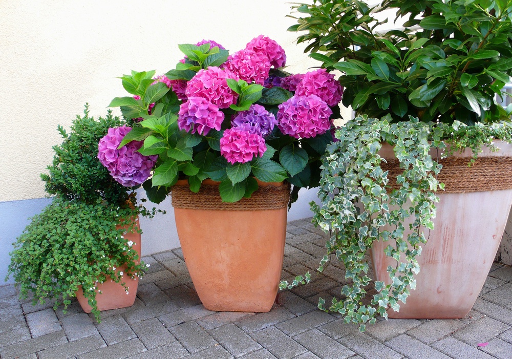 Use lightweight containers instead of big, heavy glazed pots as you get older (Alamy/PA)