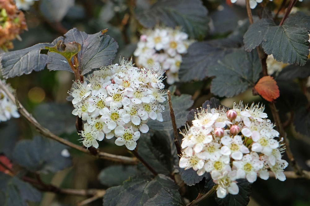If you have a big garden, you could break it down into zones according to the amount of maintenance that needs to be done (Alamy/PA)