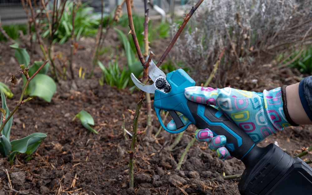 Pruning rose bushes with battery-powered secateurs (Alamy/PA)