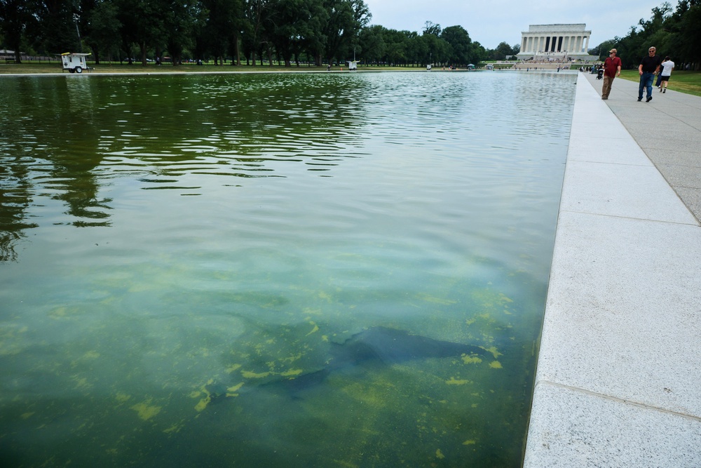 President Donald Trump has claimed 'vandals' poured chemicals into the Lincoln Memorial Reflecting Pool after his own team used bleach to treat the algae plaguing the multi-million-dollar renovation project (Getty Images)