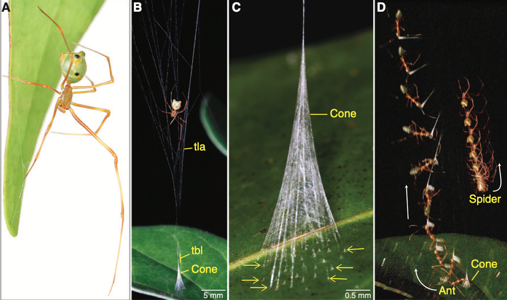 (A) Ballista spider rests underneath a leaf during the day (B) Ballista spider waits for the prey in its web (C) Magnified view of the silken cone that acts as a prey lure with arrows highlighting cone attachments (D) Overlaid high-speed video frames illustrate the trajectory of the hauled ant (Current Biology (2026))