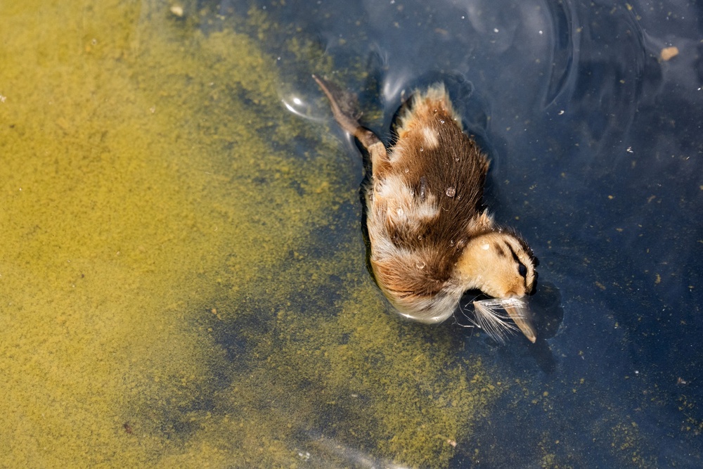 More dead ducks have been found near the Lincoln Memorial Reflecting Pool following President Donald Trump’s $14 million renovation to the Washington, D.C. monument, according to a report (Reuters)