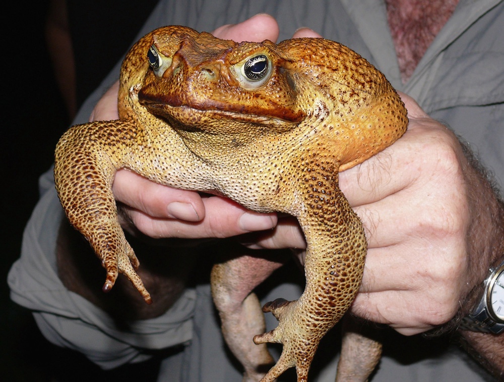 Cane toads have calls that sound like screech owls or distant tractors (Getty Images)