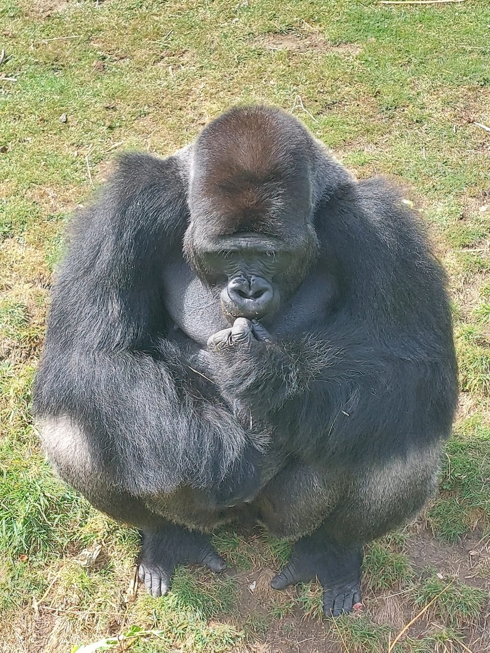 Nkoumou will become the troop’s main peacekeeper and protector, helping maintain stability within the family group (Bristol Zoo Project)