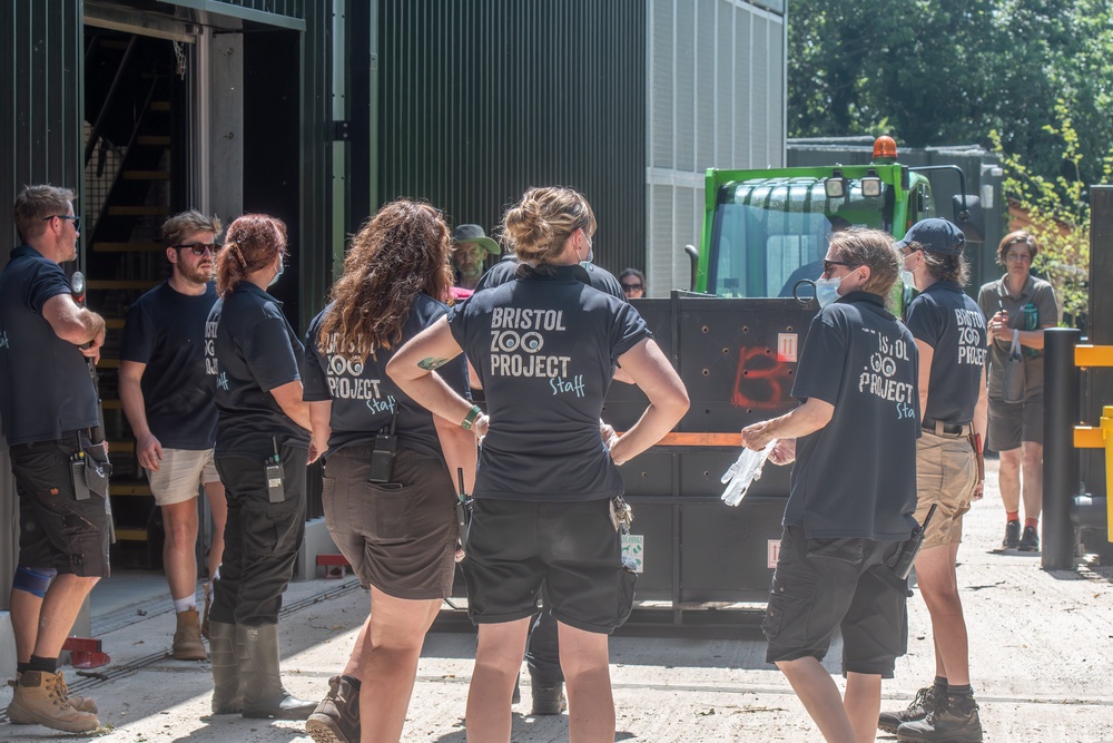 Transporting a 180kg silverback gorilla from Kent to his new home at Bristol Zoo Project required months of careful planning (Bristol Zoo Project)