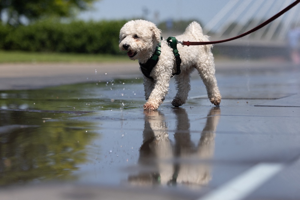Pet owners should keep ‘sensible’ and avoid exposing their dogs to the heat (AFP/Getty)