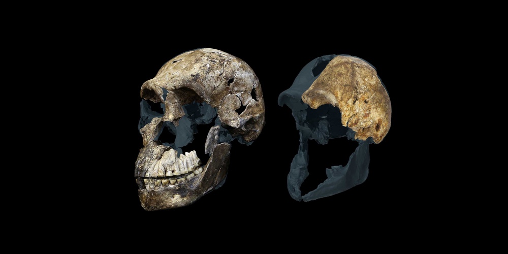 Two female skulls of Homo naledi, the “Neo” skull from the Lesedi Chamber (left) and the DH3 skull from the Dinaledi Chamber (right). These represent the largest and smallest known Homo naledi skulls. (Photo by the Rising Star program)