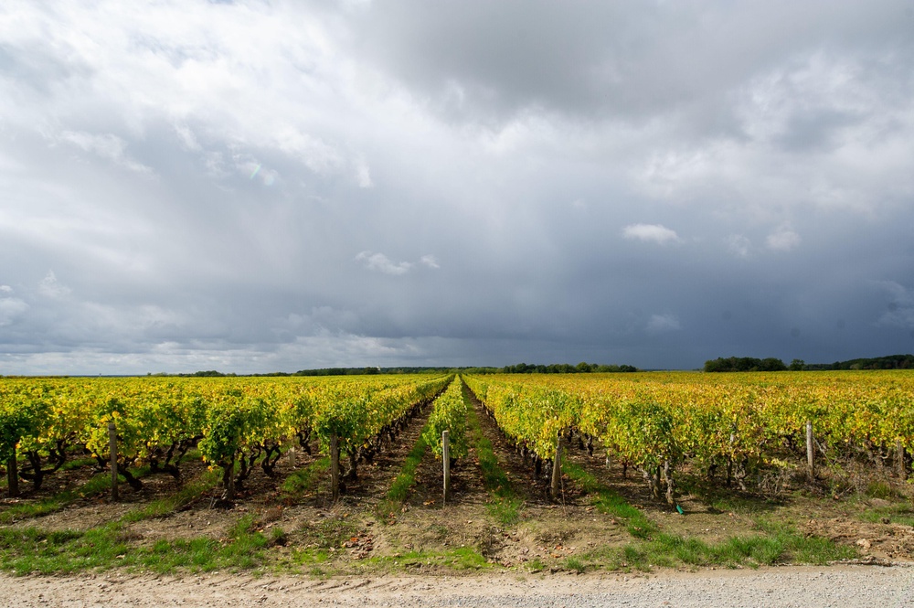 Grapevines in the Loire Valley, France (Alamy/PA) (Alamy/PA)