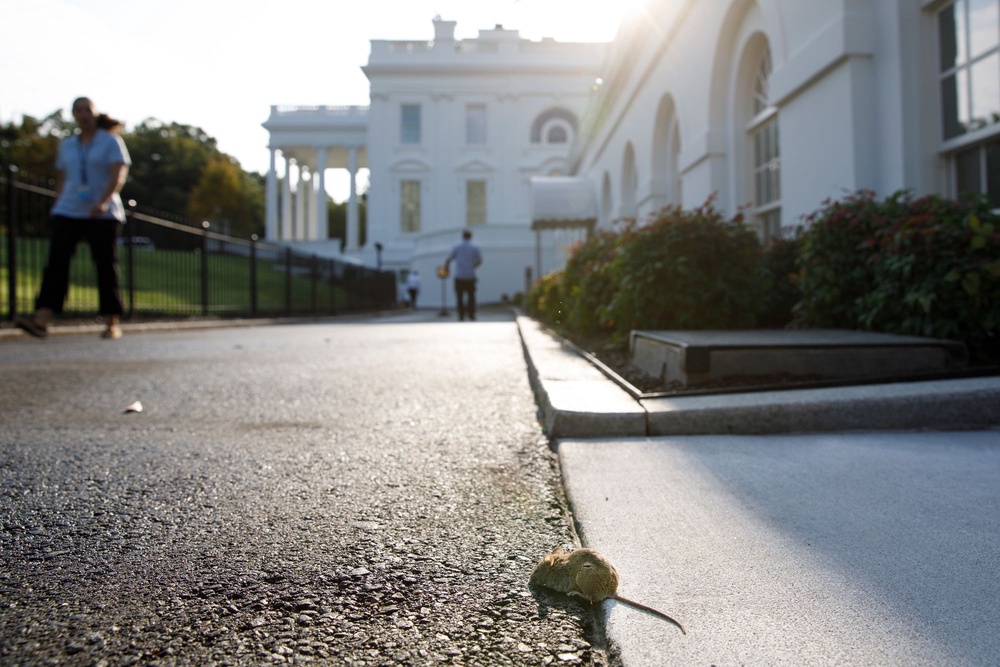 A field mouse is seen outside of the White House in Washington, D.C., in September 2019. Mice are building up more adaptation to rodenticide than rats (Getty Images)