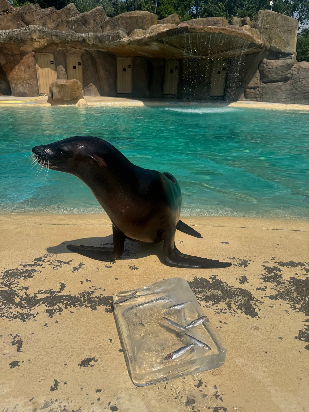 Sea lion at Blackpool Zoo (Blackpool Zoo)