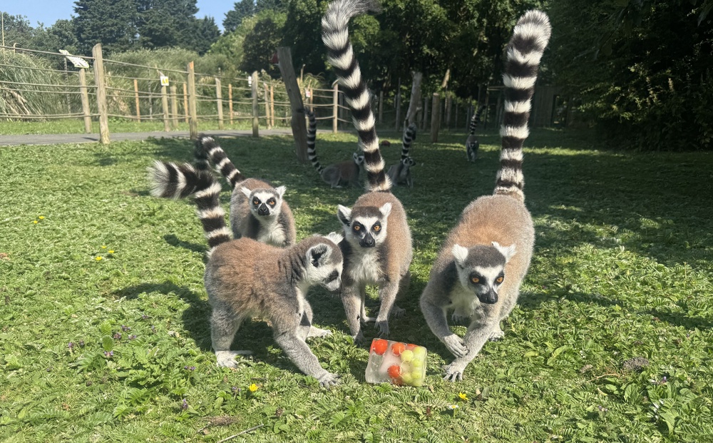 Ring-tailed Lemurs at Blackpool Zoo (Blackpool Zoo)