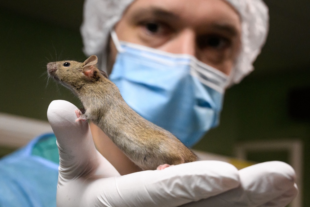 Future research aims to address whether this could be a beneficial implant in humans, too (AFP via Getty Images)