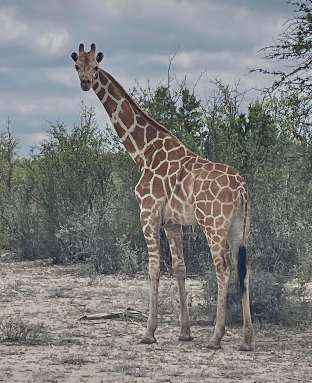 The mystery of a missing giraffe in Texas has deepened as cops call stories of her recapture false (Real County Sheriff's Office)