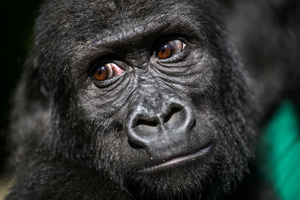This striking similarity, scientists propose, serves as a powerful indicator of their deep evolutionary connection to a common ancestor (Ozan Kose/AFP via Getty Images)