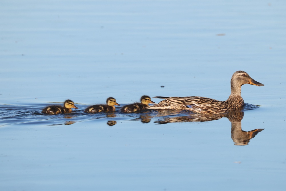 The mother duck and eight of her ducklings appeared to have escaped injury, prosecutors said (stock image) (Getty)
