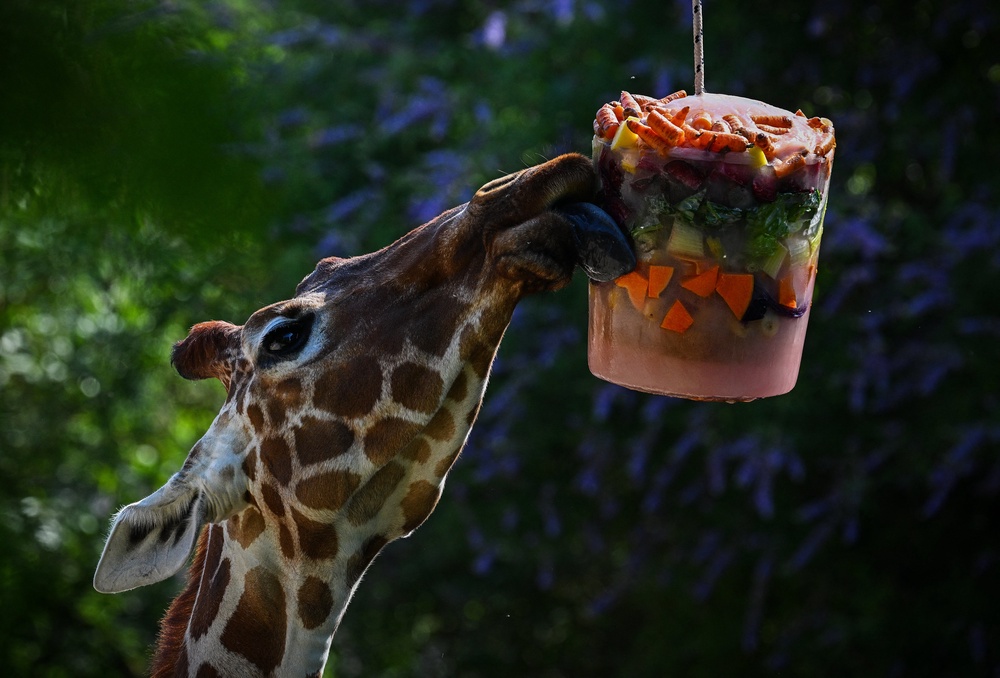 A giraffe eats frozen fruit and vegetables at Rome’s Zoological Garden as the heatwave grips on Friday (AFP/Getty)
