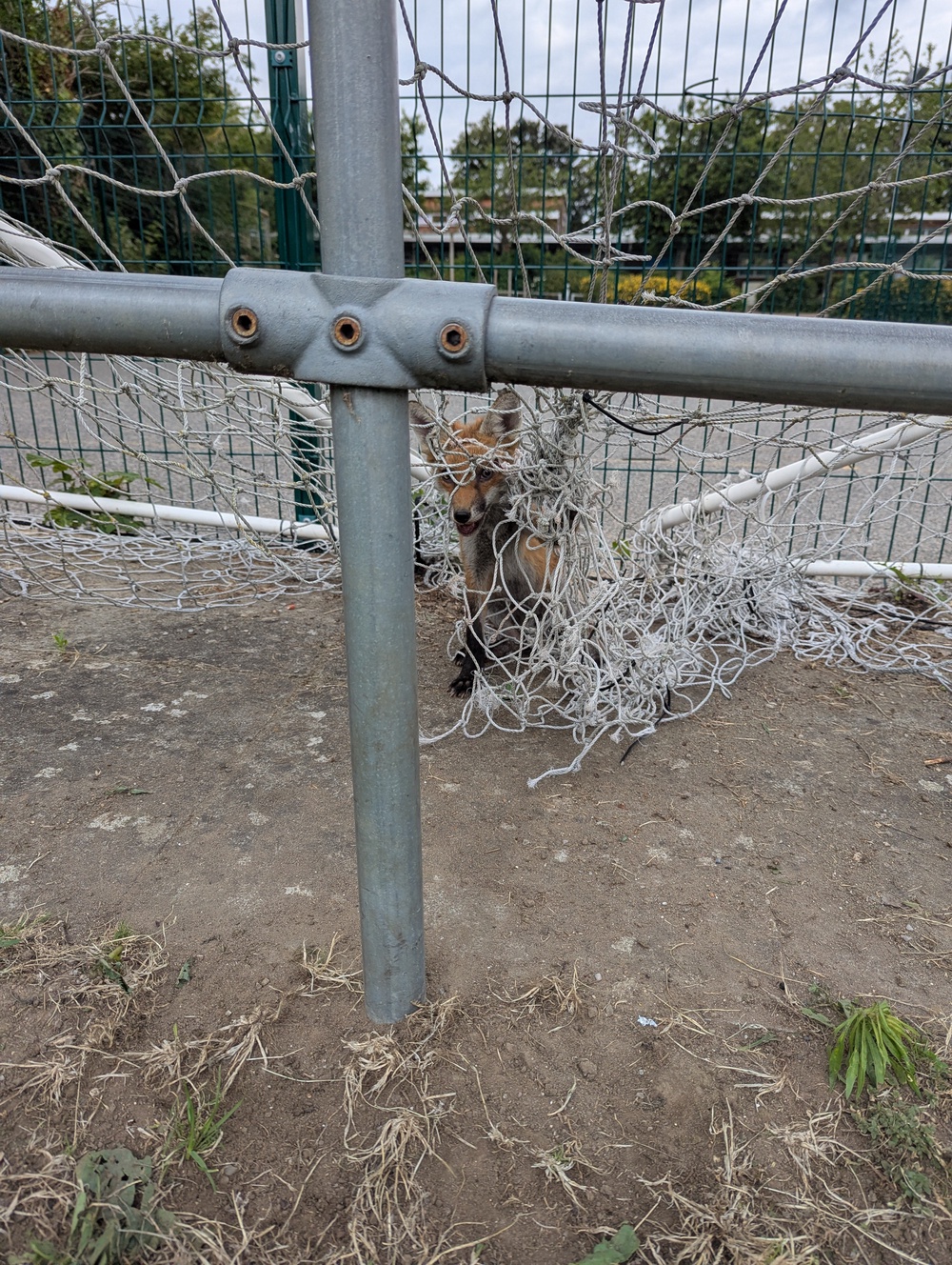 A young fox became trapped in football goal netting in north London (RSPCA)