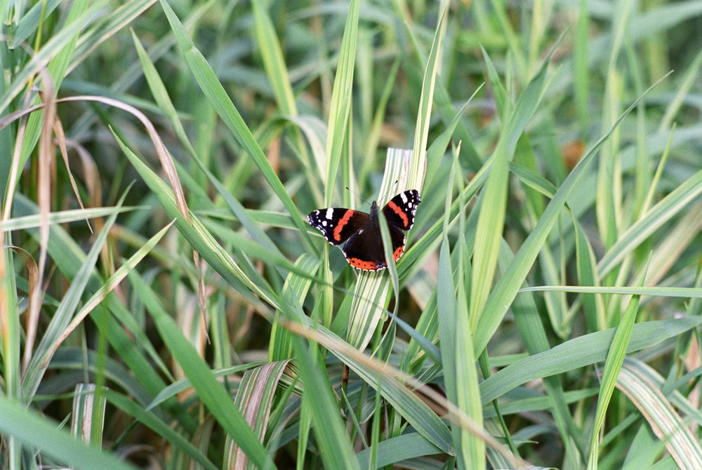A red admiral shelters in long grass (Alamy/PA)
