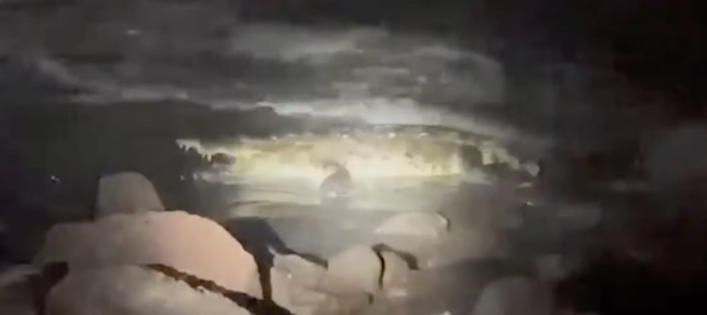 Local media in Mexico showed footage of the crocodile said to have killed the swimmer (Noticias Puerto Vallarta/ABC7)