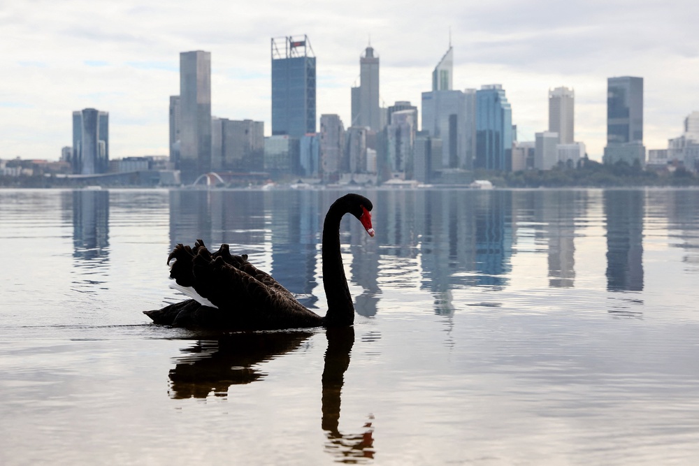 A swan swims in front of the central business district (CBD) of Western Australia's capital city of Perth. (AFP/Getty)