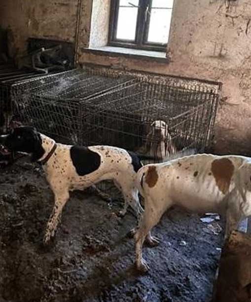 The dogs were discovered emaciated and with infected ears and gums (Hope Rescue)