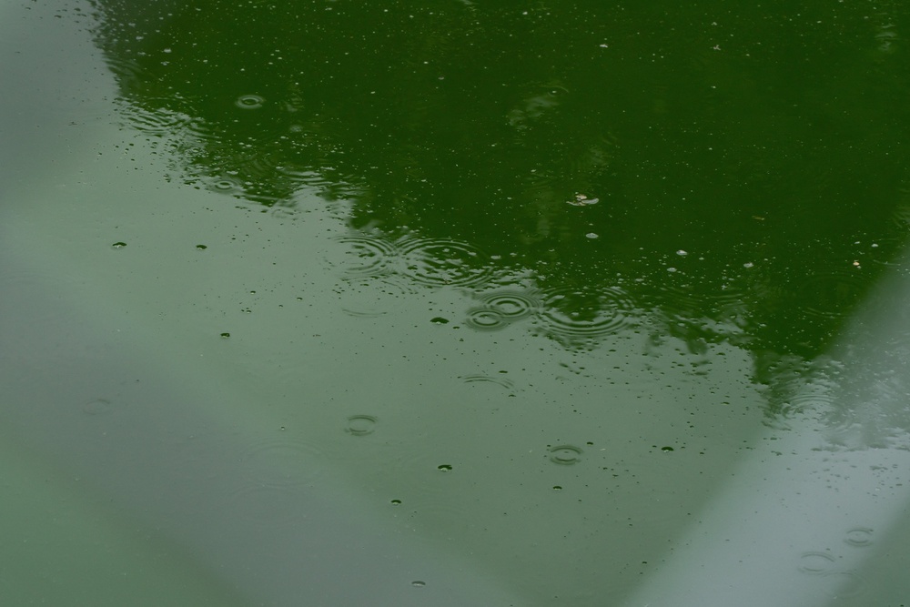 The murky waters of the Reflecting Pool, as seen on Sunday (Reuters)