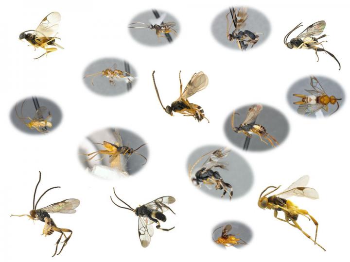 More than a dozen species of Microgastrinae wasps are seen in this composite image. There were 3,000 known species in 2020 (Dr. Jose Fernandez-Triana)