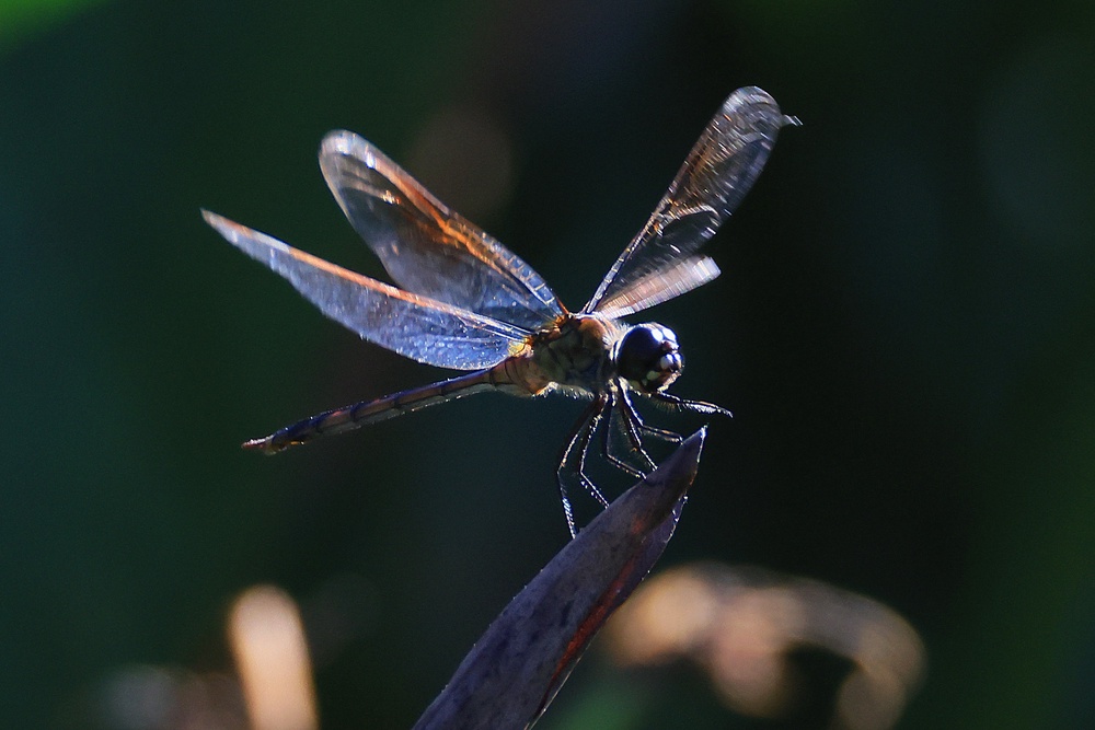 The U.S. has approximately 91,000 insect species, which are threatened by habitat loss, climate change and other factors (Getty Images)