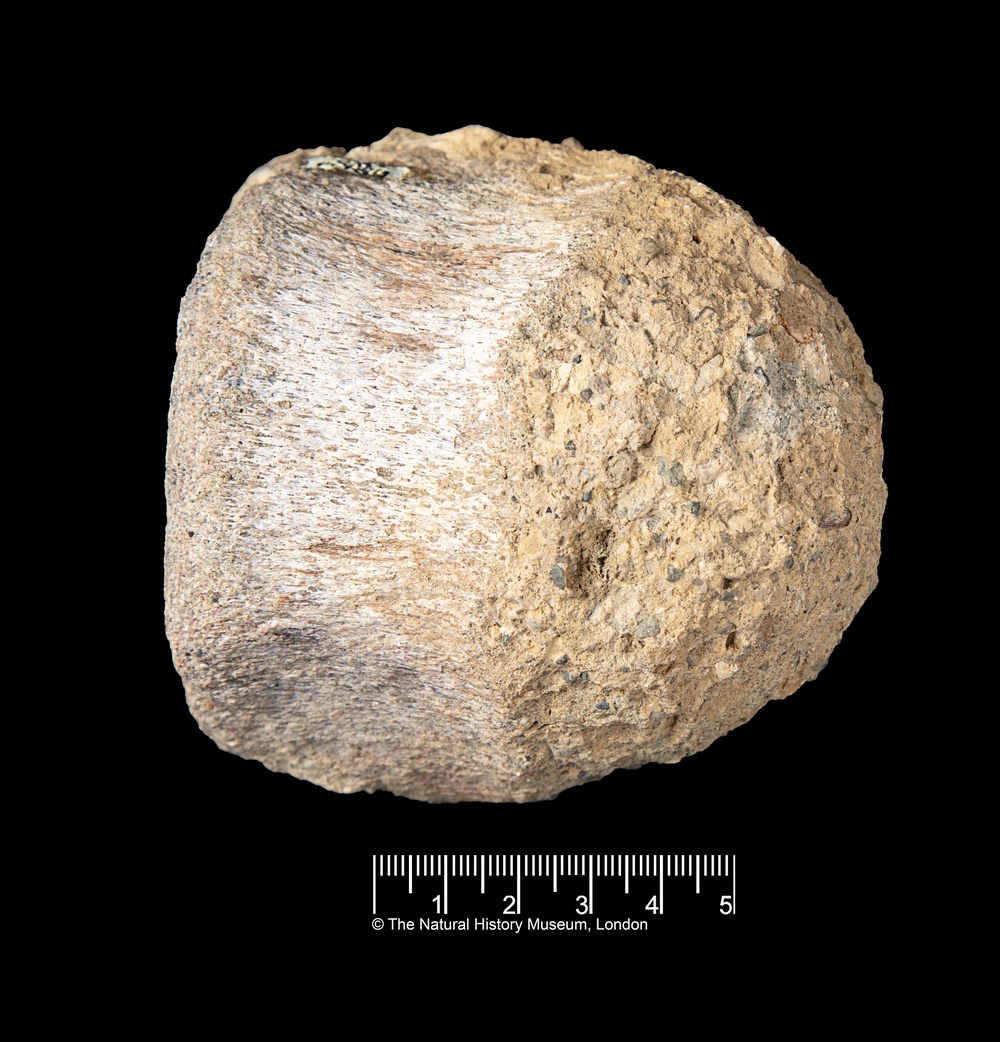 It was discovered in 1985 during an expedition to Antarctica’s James Ross Island and collected by geologist Mike Thomson (© The Trustees of the Natural History Museum, London)