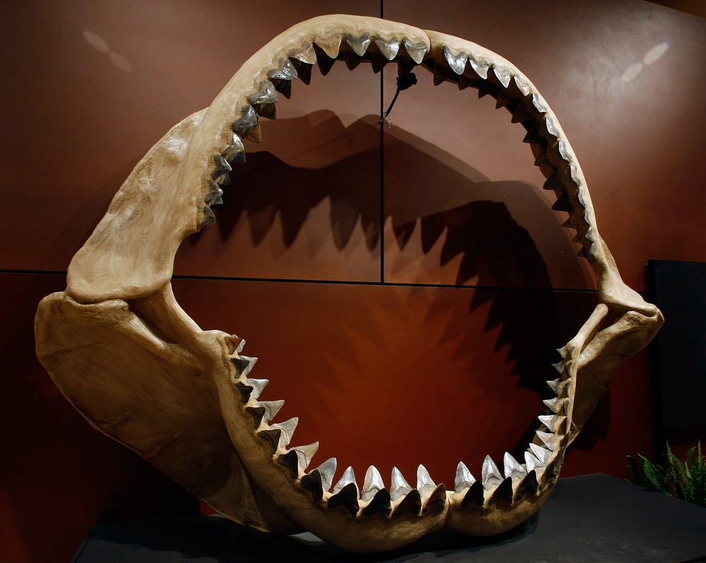 One of the world's largest set of shark jaws comprised of about 180 fossil teeth from the prehistoric species, Carcharocles megalodon, which grew to the size of a school bus (Getty Images)