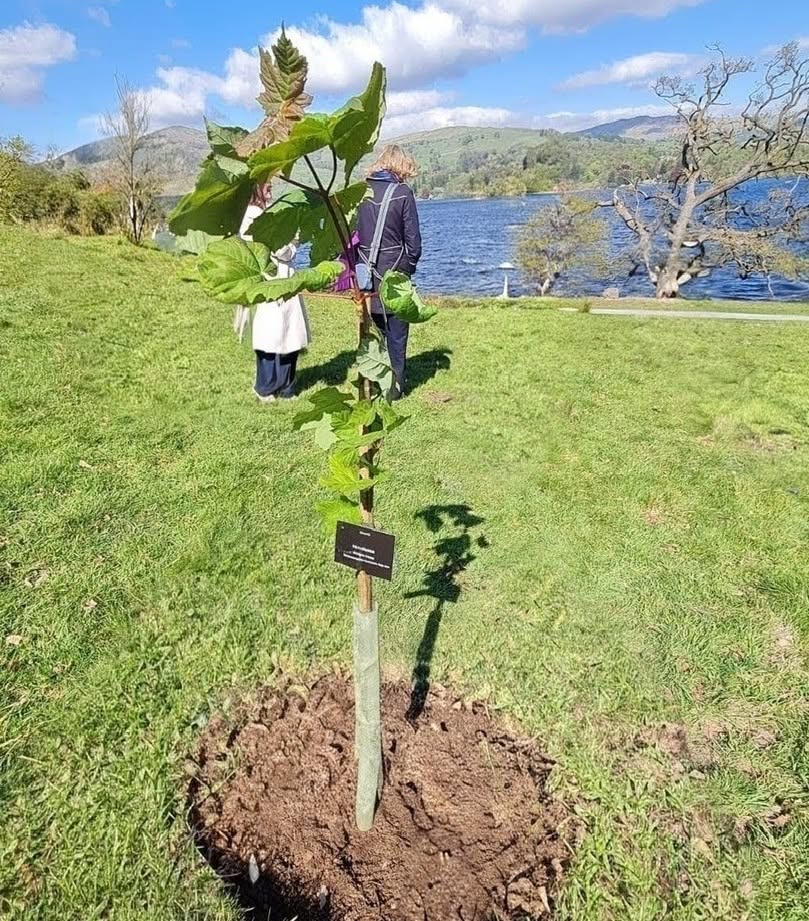 The sapling was planted at Wray Castle just two months ago (National Trust)