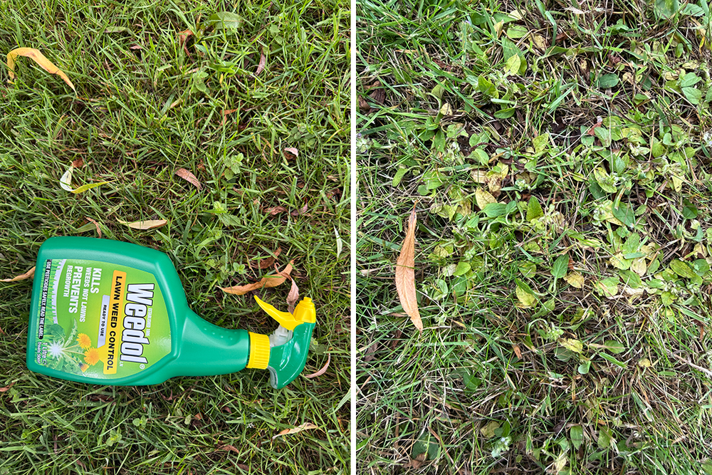 Before and after using the Weedol lawn weedkiller (Zoe Phillimore/The Independent)