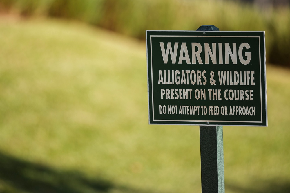 ‘Every body of water could potentially have an alligator in it,’ a Florida Fish and Wildlife Conservation Commission spokesperson warned (Getty Images)