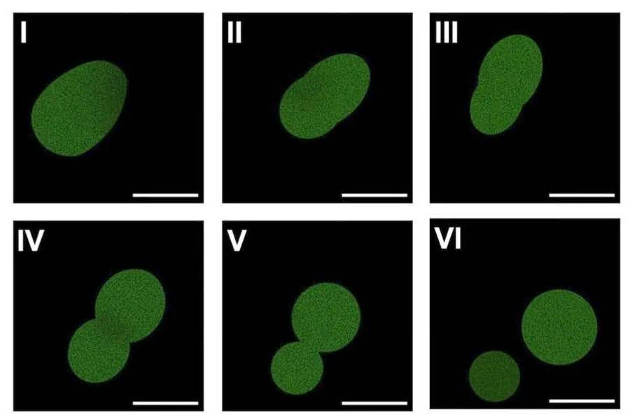 Fluorescent microscopy of SpudCell - a synthetic cell assembled entirely from non-living chemical components - undergoing division (Kate Adamala, Adamala Lab)