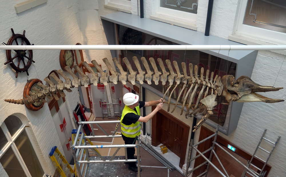 The 40-foot specimen, comprising 168 individual bones, required five days for its installation within the museum’s newly revamped Age of Sail gallery (PA)