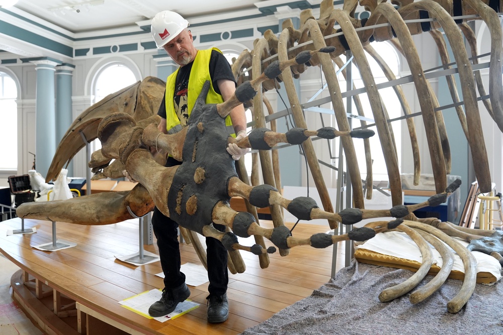 Conservator Nigel Larkin completed the delicate task of remounting the museum’s largest and most fragile artefact (PA)