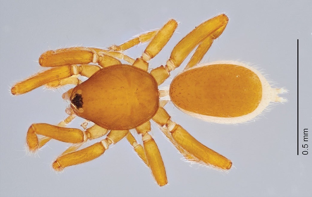 Male goblin spider Niarchos normani (Dupérré N, Tapia E, Evolutionary Systematics via Wikimedia Commons CC)