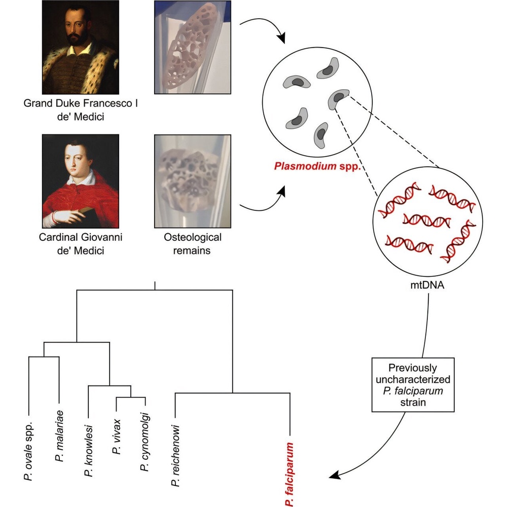 Malaria strains found in analysis (iScience (2026))