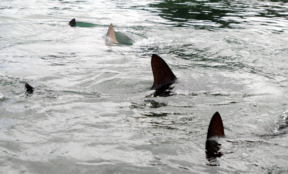 Federal Shark Alerts (Copyright 2026 The Associated Press. All rights reserved.)