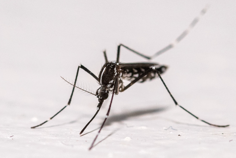The Asian Tiger mosquito can spread encephalitis, dengue and yellow fever (AFP/Getty)